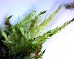 Herzogiella striatella