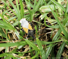 Apiomerus ochropterus