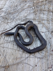 Cubophis vudii