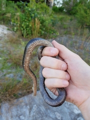 Cubophis vudii