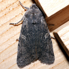Lithophane antennata