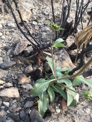 Wyethia angustifolia