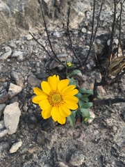 Wyethia angustifolia