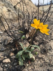 Wyethia angustifolia