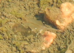 Branchinecta packardi