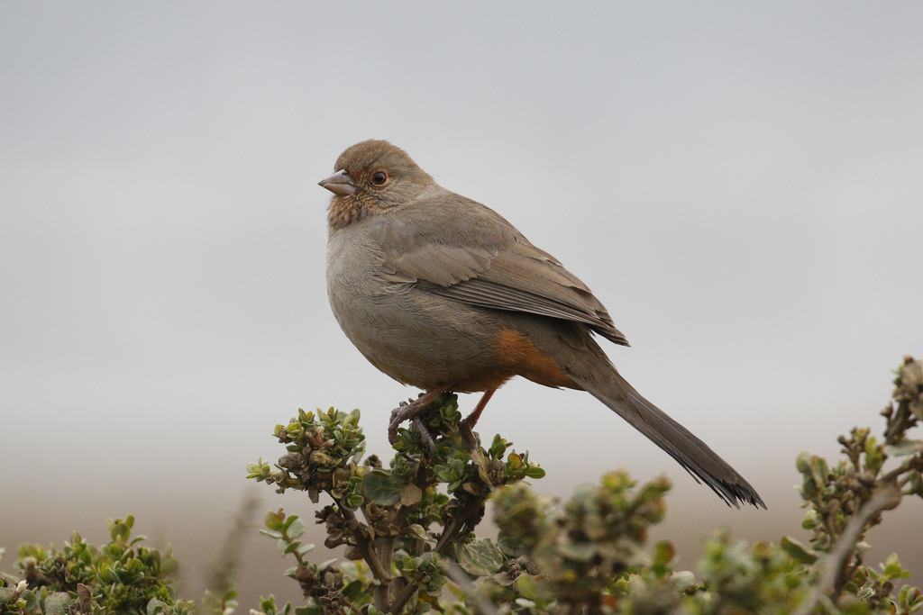 Ground-Sparrows and Brown Towhees