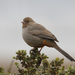 Ground-Sparrows and Brown Towhees - Photo (c) Donna Pomeroy, some rights reserved (CC BY-NC), uploaded by Donna Pomeroy