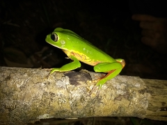 Phyllomedusa distincta