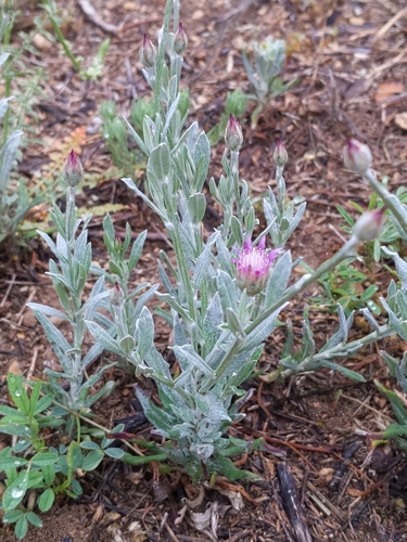 Image of Xeranthemum inapertum by (c) castieler, some rights reserved (CC BY-SA)