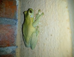 Trachycephalus mesophaeus