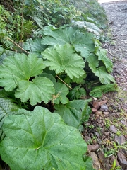 Gunnera manicata
