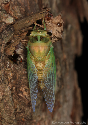 Swamp Cicada