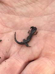 Plethodon grobmani