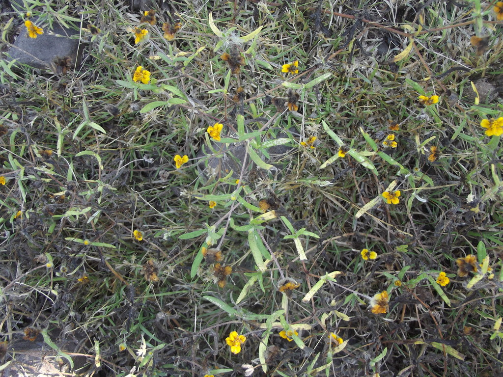 Melampodium tenellum