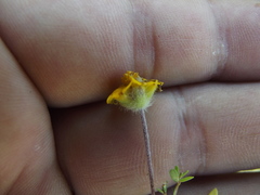 Melampodium tenellum