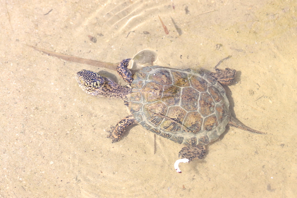 Southwestern Pond Turtle in May 2023 by bobstafford805. multiple ...