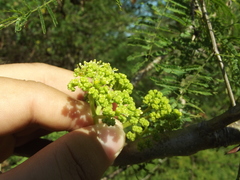 Gyrocarpus jatrophifolius