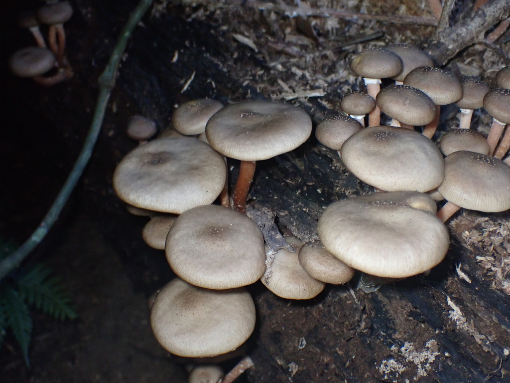 Austral Honey Mushroom from Mount Glorious QLD 4520, Australia on May ...