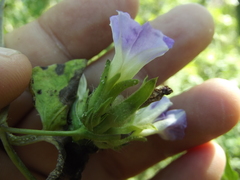 Ipomoea meyeri