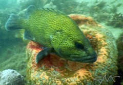 Acanthistius ocellatus