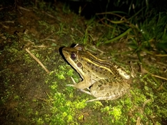 Leptodactylus paranaru