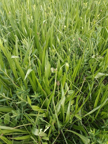 Image of Plantago altissima by (c) Saskia, some rights reserved (CC BY)