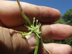 Cyclanthera longisepala