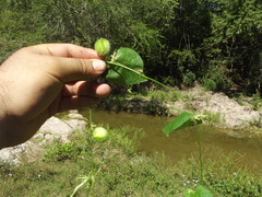 Cyclanthera longisepala