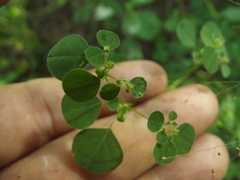 Euphorbia ocymoidea
