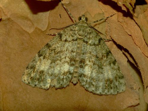 Pseudocoremia indistincta photo 4