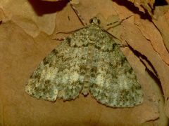 Pseudocoremia indistincta