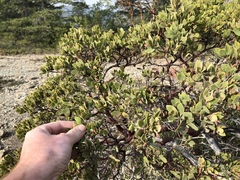 Arctostaphylos hispidula