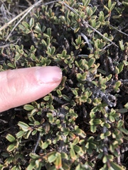 Ceanothus pumilus