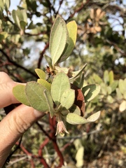 Arctostaphylos nortensis