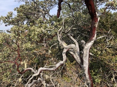 Arctostaphylos nortensis