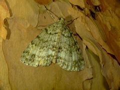 Pseudocoremia indistincta