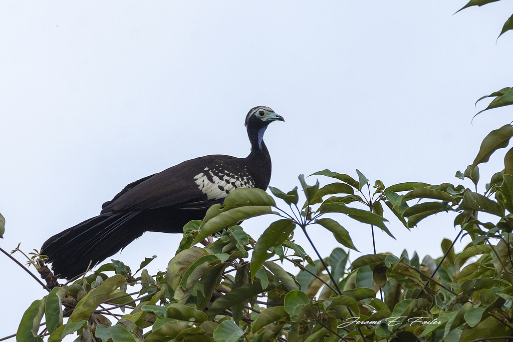Trinidad Piping-Guan