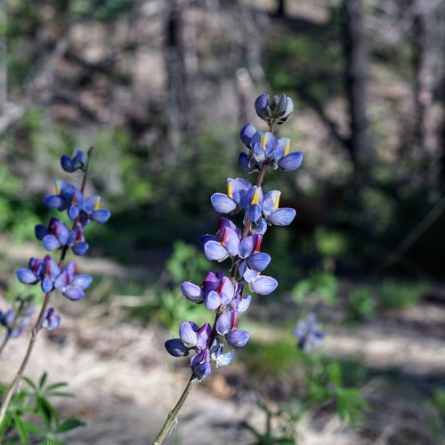 Image of New Mexico Lupine (Lupinus neomexicanus) by (c) Andrew Tree, some rights reserved (CC BY)