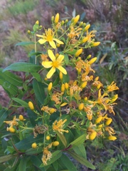 Hypericum canariense
