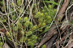 Breutelia