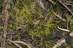 Acrocladium chlamydophyllum