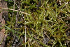 Acrocladium chlamydophyllum