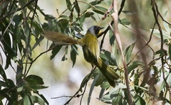 Nesoptilotis flavicollis