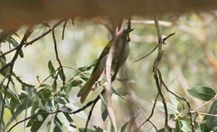 Nesoptilotis flavicollis