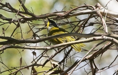 Nesoptilotis flavicollis