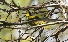 Nesoptilotis flavicollis