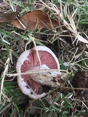 Agaricus