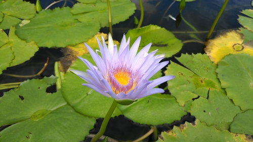 Nymphaea nouchali observed 2018-11-19