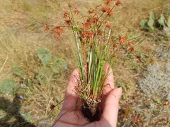 Cyperus granitophilus