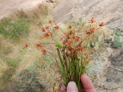 Cyperus granitophilus
